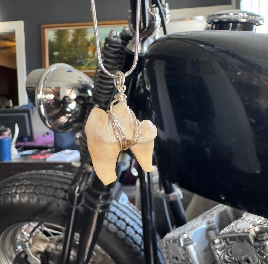Coyote Molar Necklace