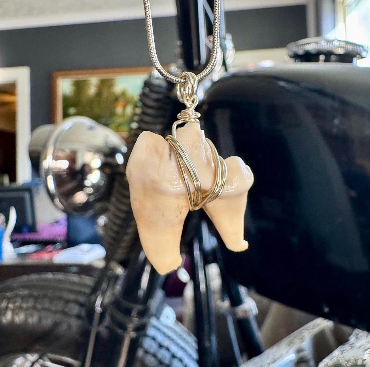 Coyote Molar Necklace