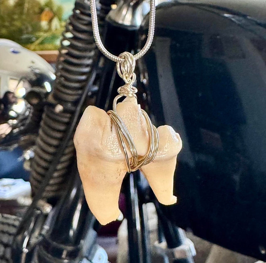 Coyote Molar Necklace